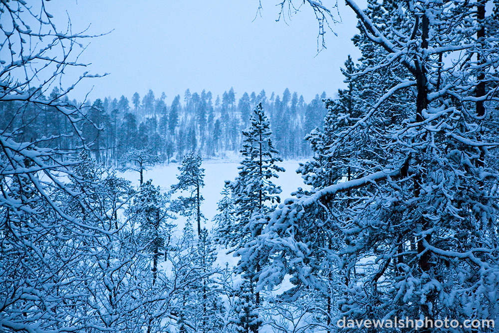 The Forest at Otsamo, Lapland