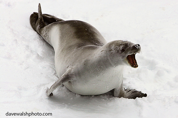 Crabeater Seal, Ross Sea. Dave Walsh 2007