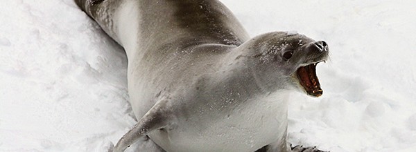 Russia and Norway: You’ve ‘saved’ the Arctic, now it’s time to protect the Antarctic Russia and Norway: You’ve ‘saved’ the Arctic, now it’s time to protect the Antarctic