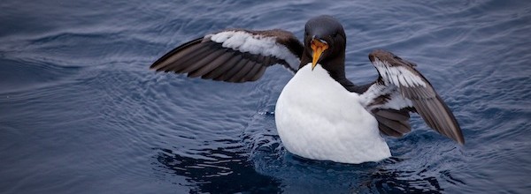 Why there are no penguins in the Arctic Why there are no penguins in the Arctic